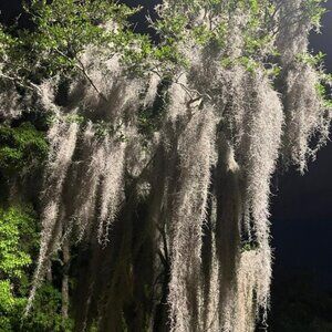 Alabama Spanish Moss ( the same stuff you see in Florida!)